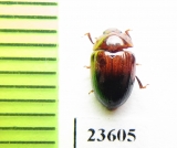 Erotylidae sp.  Indonesia, Sumatra - INSECTS-STORE.RU