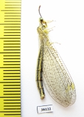 Myrmeleontidae sp.  Russia, Astrakhan reg. - INSECTS-STORE.RU