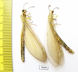 Myrmeleontidae sp.  Russia, Astrakhan reg. - INSECTS-STORE.RU
