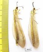 Myrmeleontidae sp.  Russia, Astrakhan reg. - INSECTS-STORE.RU