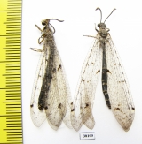 Myrmeleontidae sp.  Russia, Astrakhan reg. - INSECTS-STORE.RU