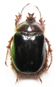 Other Coleoptera - INSECTS-STORE.RU