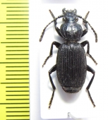 Omphra sp.  Nepal - INSECTS-STORE.RU