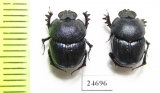 Phalops sp.  Togo - INSECTS-STORE.RU