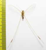 Nemopteridae sp.  Namibia - INSECTS-STORE.RU
