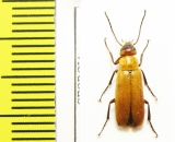 Meloidae sp.  Georgia - INSECTS-STORE.RU