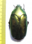 Agestrata sp., female  Malaysia - INSECTS-STORE.RU
