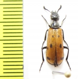 Meloidae sp.  Iran, Qazvin prov. - INSECTS-STORE.RU