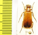 Meloidae sp.  Iran, Mazandaran prov. - INSECTS-STORE.RU