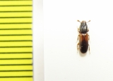 Aulonium ruficorne  Ukraina - INSECTS-STORE.RU