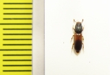 Aulonium ruficorne  Ukraina - INSECTS-STORE.RU
