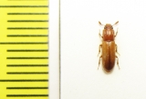 Aulonium trisulcum  Russia, Moscow - INSECTS-STORE.RU