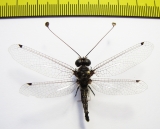 Ascalaphidae sp.  South Africa Rep. - INSECTS-STORE.RU