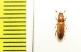 Aulonium trisulcum  Russia, Moscow - INSECTS-STORE.RU