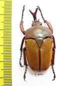 Eudicella nyassica  Tanzania - INSECTS-STORE.RU