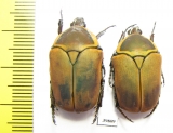 Dischista cincta  South Africa Rep. - INSECTS-STORE.RU