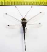 Ascalaphidae sp.  South Africa Rep. - INSECTS-STORE.RU