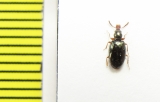 Salpingidae, Salpingus caucasicus  Iran, Gilan prov. - INSECTS-STORE.RU