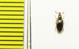 Salpingidae, Salpingus caucasicus  Iran, Gilan prov. - INSECTS-STORE.RU