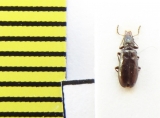 Salpingidae, Rabocerus gabrieli  Belorussia - INSECTS-STORE.RU