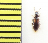 Salpingidae, Sphaeristes bimaculatus  Belorussia - INSECTS-STORE.RU