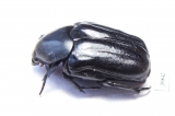 Cremastocheilini, Oplostomus sp.  South Africa Rep. - INSECTS-STORE.RU