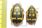 Pachnoda fissipunctata  South Africa Rep. - INSECTS-STORE.RU