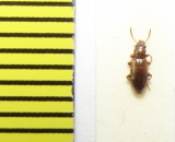 Salpingidae, Sphaeristes castaneus  Belorussia - INSECTS-STORE.RU