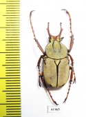 Dicronocephalus wallichii  Thailand - INSECTS-STORE.RU