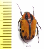 Atrichiana placida ssp.  South Africa Rep. - INSECTS-STORE.RU