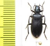 Ditylus laevis  Russia, Far East - INSECTS-STORE.RU