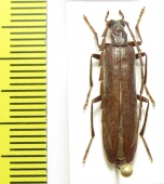 Calopus serraticornis, male  Russia, Tver reg. - INSECTS-STORE.RU