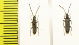 Oedemera sp.  Turkey - INSECTS-STORE.RU