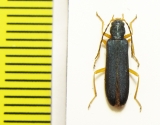 Ischnomera abdominalis  Russia, Far East - INSECTS-STORE.RU