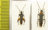 Oedemera caudata, pair  Turkey - INSECTS-STORE.RU