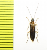 Oedemera amurensis  Russia, Far East - INSECTS-STORE.RU