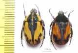 Atrichiana placida ssp.  South Africa Rep. - INSECTS-STORE.RU