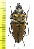 Trictenotomidae, Trictenotoma childreni  Indonesia, Sumatra - INSECTS-STORE.RU