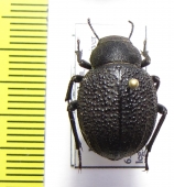 Pimelia mittrei  Israel - INSECTS-STORE.RU