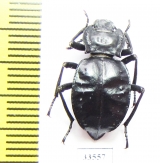 Akis bacarozzo  France, Corsica - INSECTS-STORE.RU