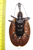 Mormolyce castelnaudi  Malaysia  71mm - INSECTS-STORE.RU