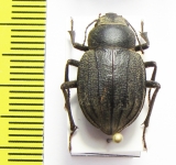 Pimelia inexpectata  Pakistan - INSECTS-STORE.RU