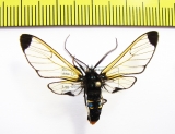 Erebidae sp.  Ecuador - INSECTS-STORE.RU