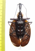 Mormolyce castelnaudi  Malaysia  71mm - INSECTS-STORE.RU