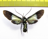 Erebidae sp.  Ecuador - INSECTS-STORE.RU