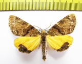 Geometridae sp.?  Honduras - INSECTS-STORE.RU