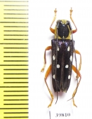 Glenea amboynica  Indonesia, Seram isl. - INSECTS-STORE.RU