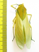 Bullacris sp.2  South Africa Rep. 50mm - INSECTS-STORE.RU
