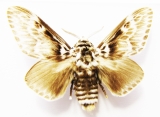 Lasiocampidae, Notodontidae - INSECTS-STORE.RU