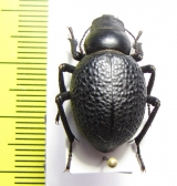 Pimelia afghanistanica  Afghanistan  - INSECTS-STORE.RU
